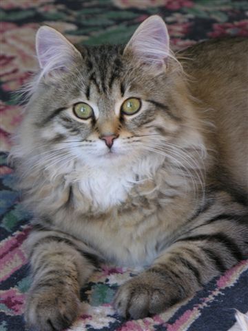EVAN FROM REGAL SIBERIAN CATTERY