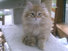 FILIPPE FROM REGAL SIBERIAN CATTERY