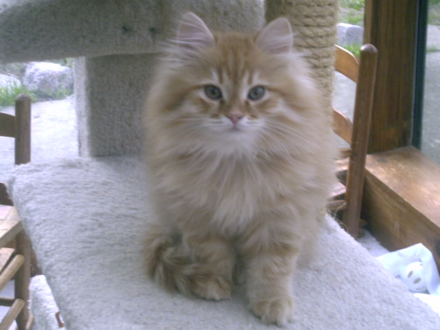 FILIPPE FROM REGAL SIBERIAN CATTERY