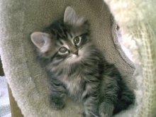 GEORGETTA FROM REGAL SIBERIAN CATTERY