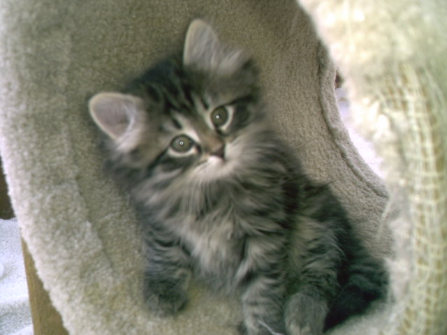 GEORGETTA FROM REGAL SIBERIAN CATTERY