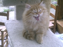 Happy Felix From REGAL SIBERIAN CATTERY