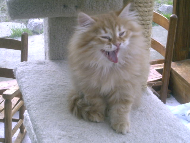 Happy Felix From REGAL SIBERIAN CATTERY