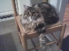 Hector