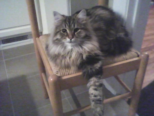 Hector