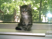 Daisy from REGAL SIBERIAN CATTERY