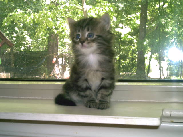 Daisy from REGAL SIBERIAN CATTERY