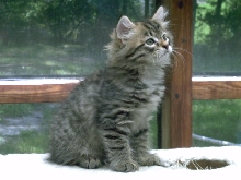 Dianna    Regal Siberian Cattery