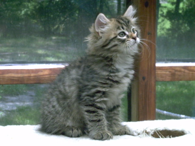 Dianna    Regal Siberian Cattery