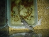 aligator lizard(skink)??
