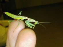 mantid 1