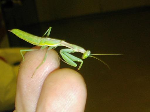 mantid 1
