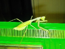 mantid 2