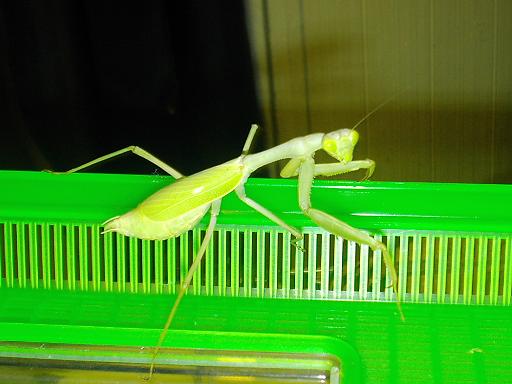 mantid 2