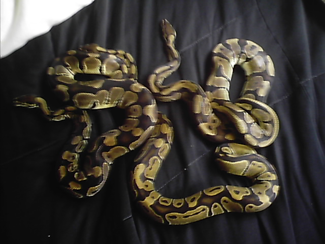 3 of my balls