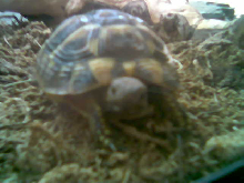 testudo hermanni hermanni