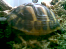 Elijah testudo hermanni hermanni2