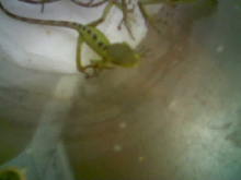 baby conehead after hatching