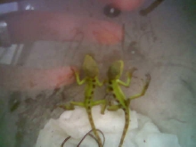 2 coneheads after hatching
