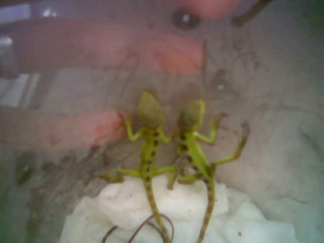 2 coneheads after hatching