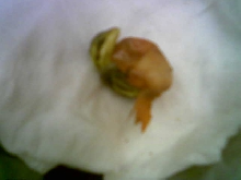 dead conehead in egg