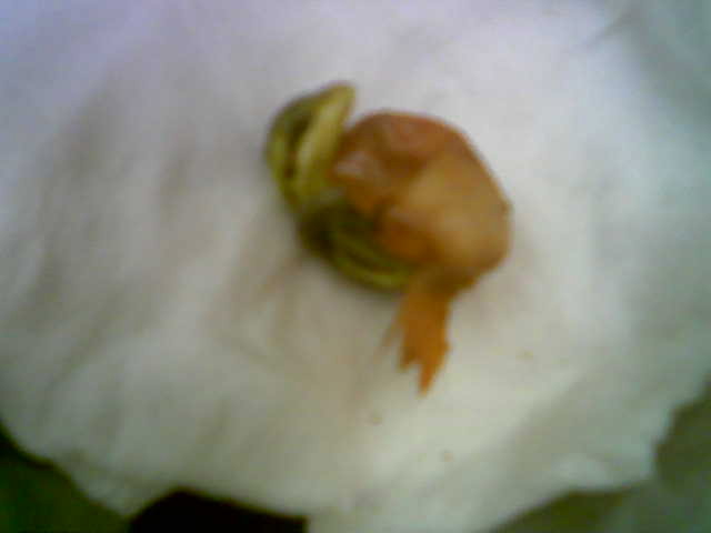 dead conehead in egg
