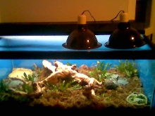 My tortoise's tank