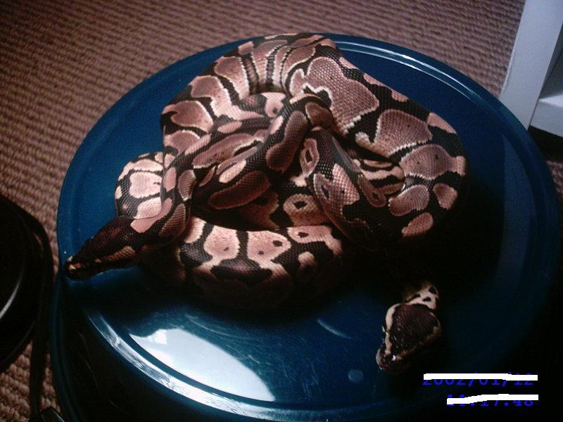05 Hatchlings