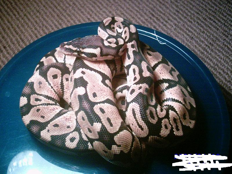 05 Hatchlings