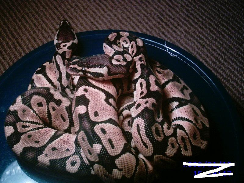 05 Hatchlings