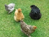 mixed chooks