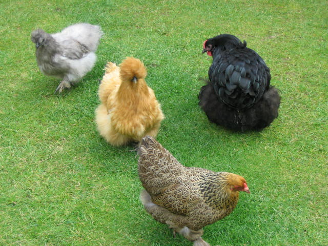 mixed chooks