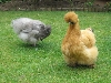 Betty and Hetty