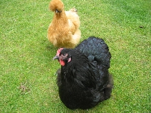 Betty and Primrose