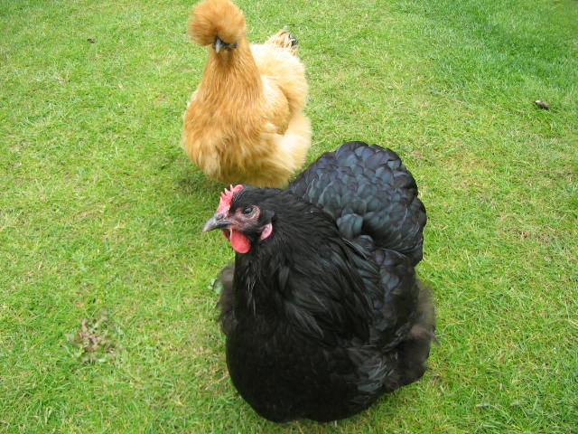 Betty and Primrose