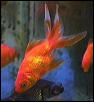 Fredward and Phantom