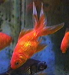 Fredward and Phantom