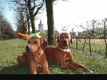 Ridgeback