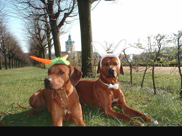 Ridgeback