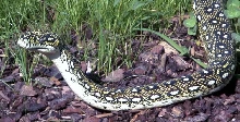 exercising a diamond python