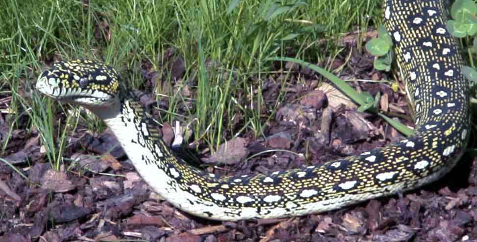 exercising a diamond python