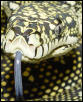 Diamond female