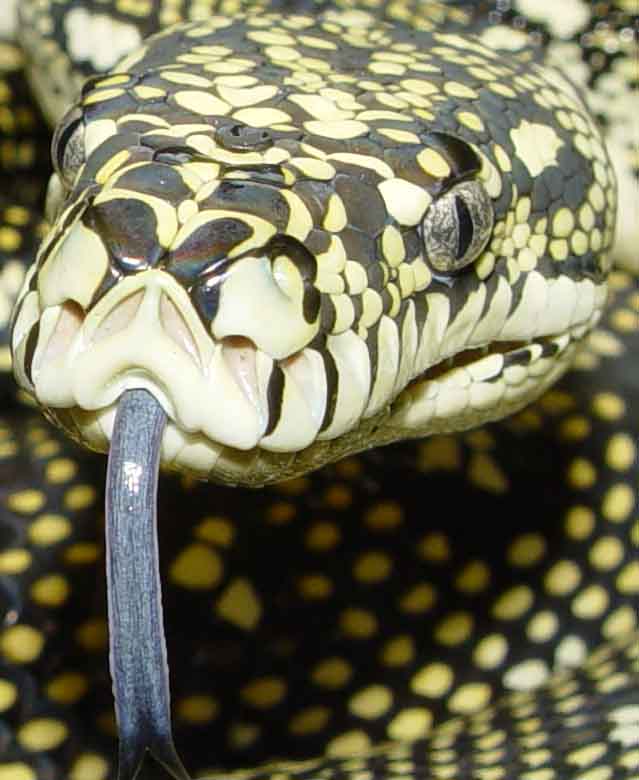 Diamond female
