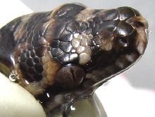 egg tooth