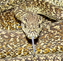 Granite Carpet Breeder