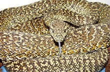 Granite Carpet