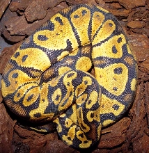 Pastel ballpython