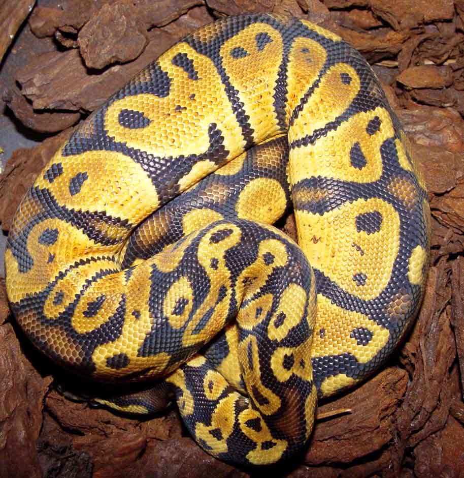 Pastel ballpython