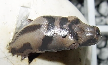 Jaguar Hatchling
