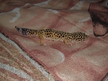 leogec